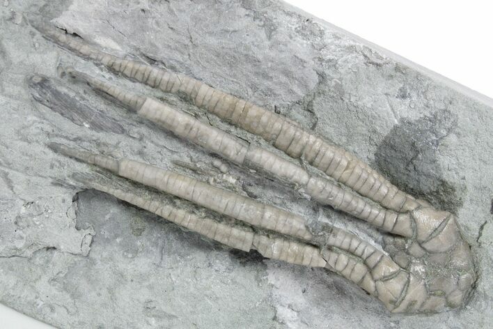 Fossil Crinoid (Scytalocrinus) - Crawfordsville, Indiana #358059